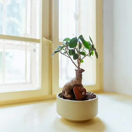 Rodny Dom Deza Hoffmanna Apartment Banska Stiavnica